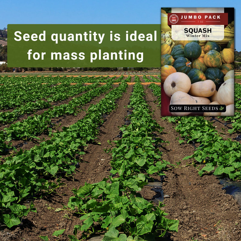 winter mix squash bulk jumbo seeds seed quantity is ideal for mass planting