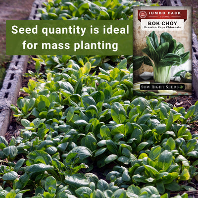 bok choy pak choi bulk jumbo seeds seed quantity is ideal for mass planting