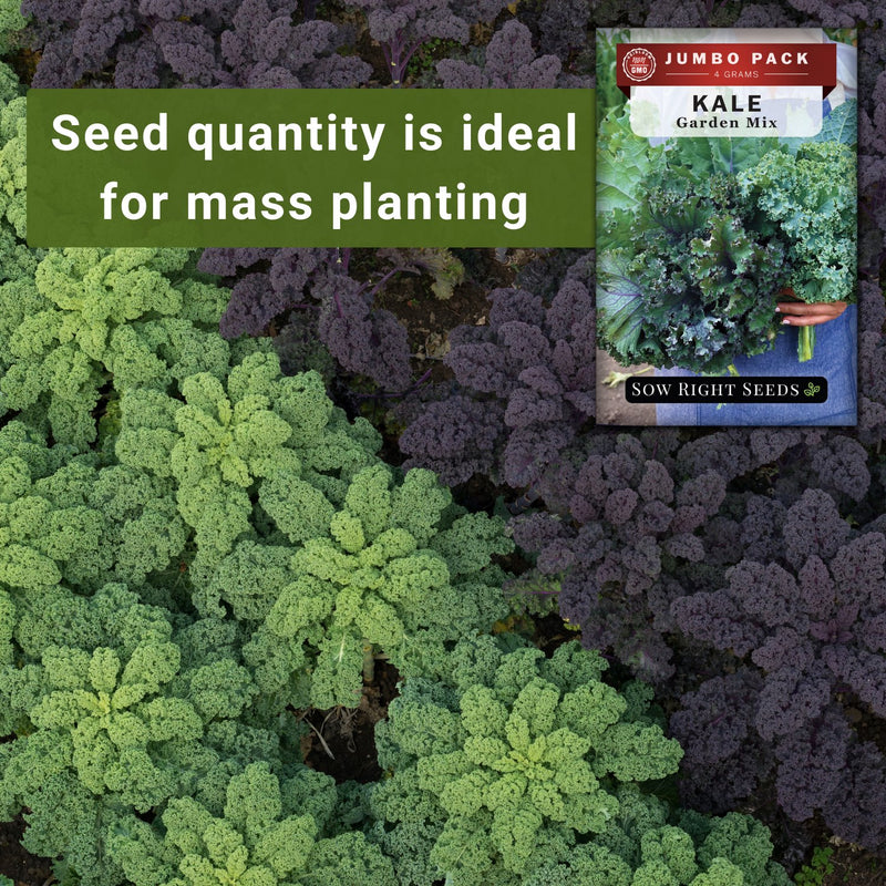 kale garden mix bulk jumbo seeds seed quantity is ideal for mass planting