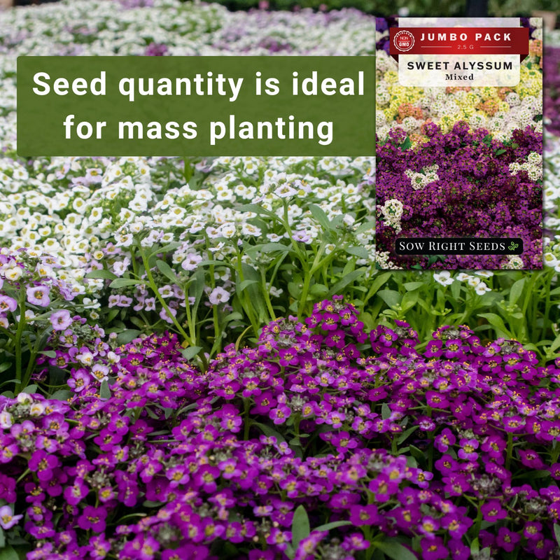 Bulk Sweet Alyssum Mixed 2.5 Grams Seeds