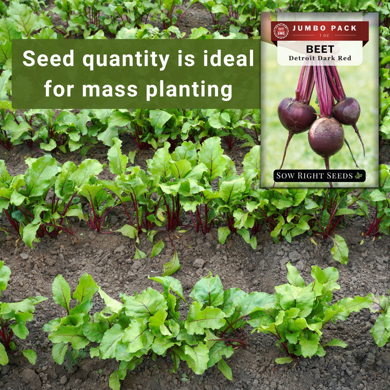 detroit dark red beet bulk jumbo seeds seed quantity is ideal for mass planting