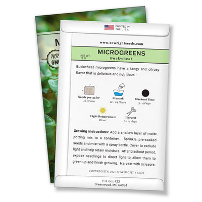 how to grow the best buckwheat microgreens