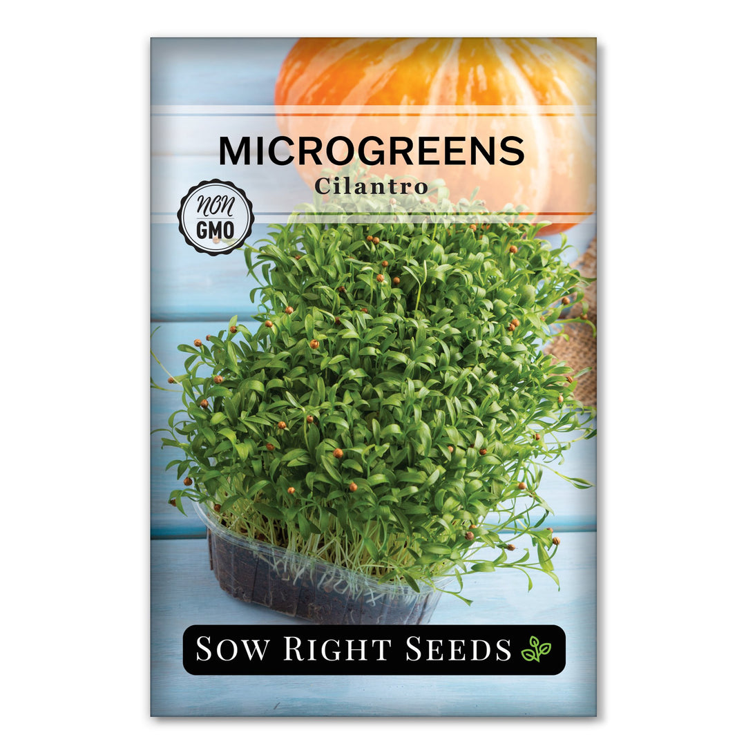 micro plant seeds Microgreens Cilantro