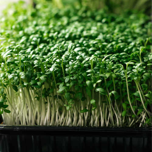 Microgreens category home page image showing fresh sprouts for eating