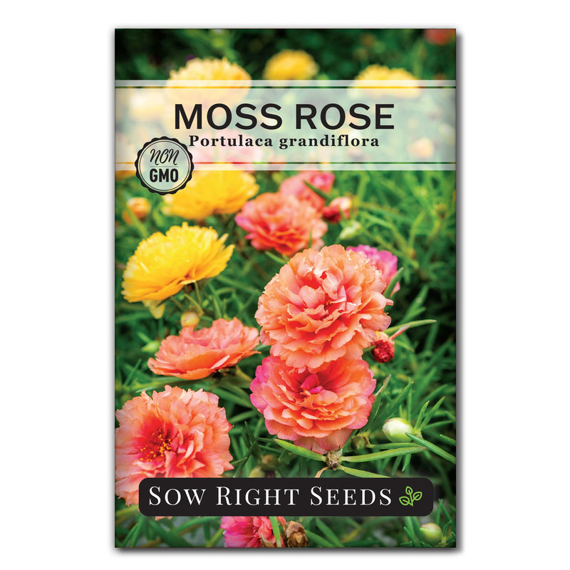 rose plant seeds Moss Rose Seeds