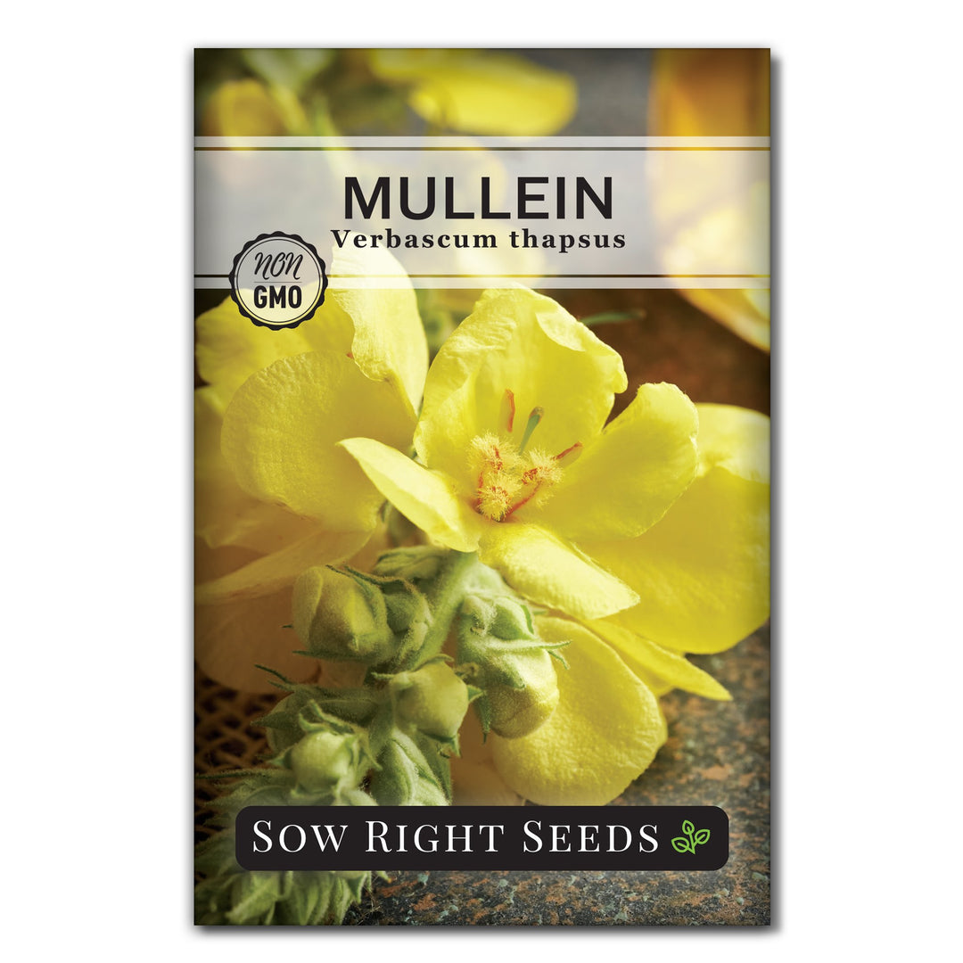 mullein plant seeds for sale Mullein Seeds (Organic)