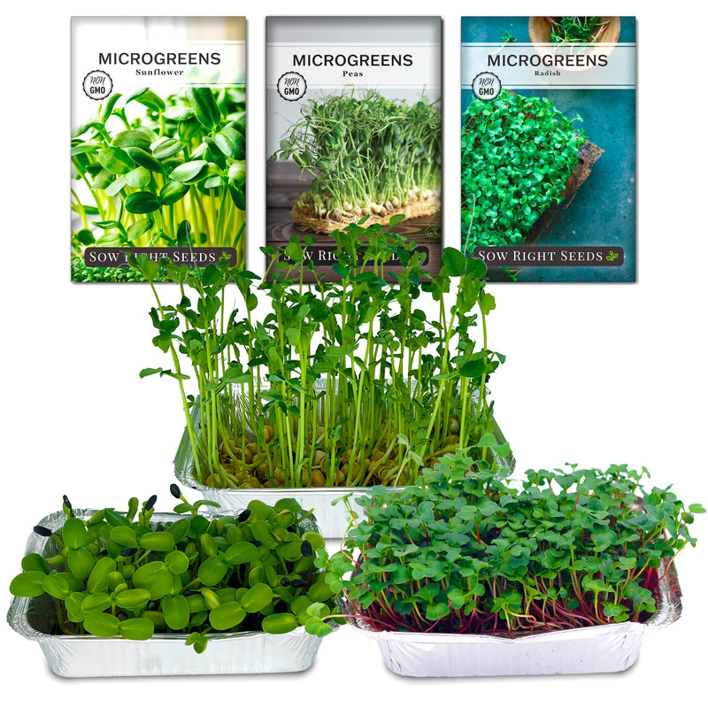 sunflower pea and radish microgreens growing in trays salad microgreens starter kit