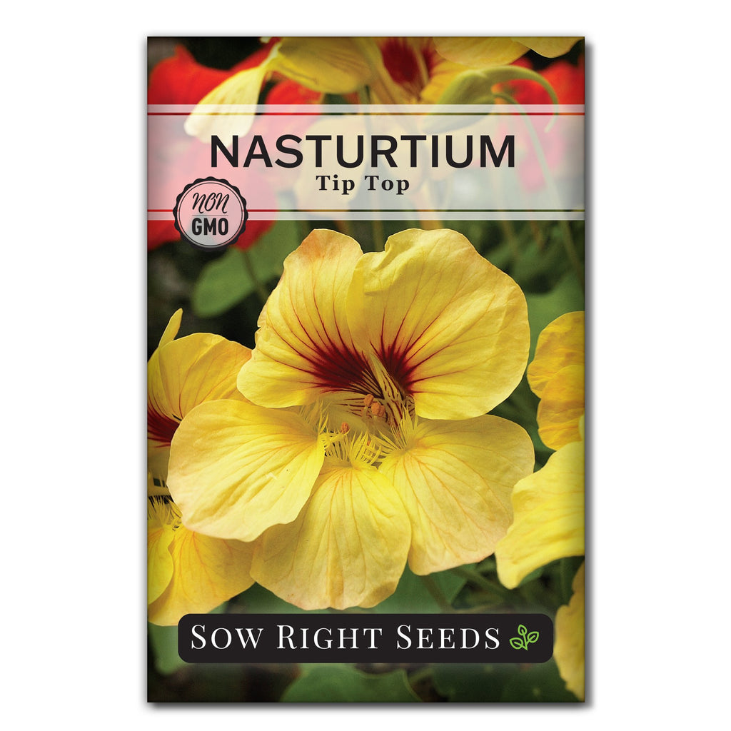 plant nasturtium seeds indoors Tip Top Nasturtium