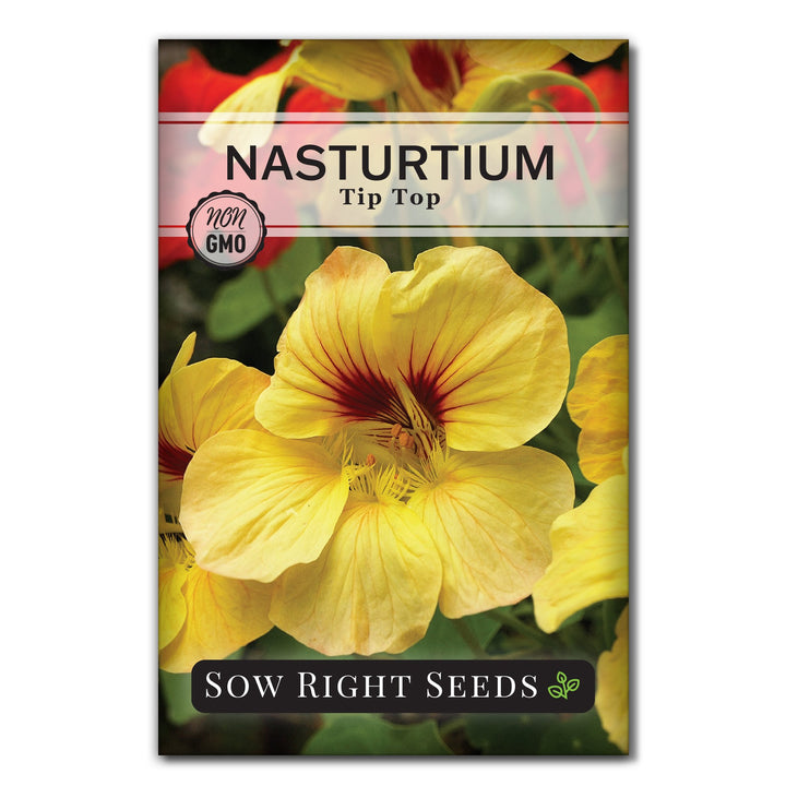 nasturtium seeds from plants Tip Top Nasturtium