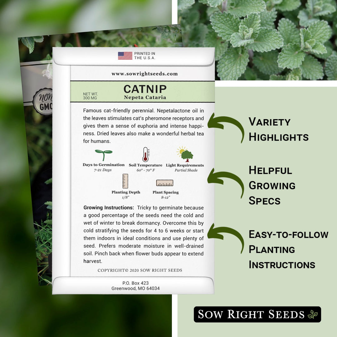 planting catnip seeds indoors Catnip Seeds for Planting