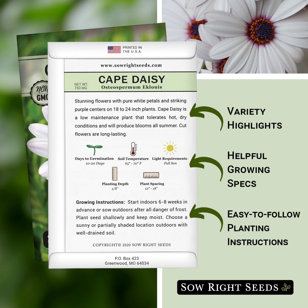 planting daisy seeds Cape Daisy Seeds for Planting