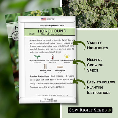 Horehound Seeds