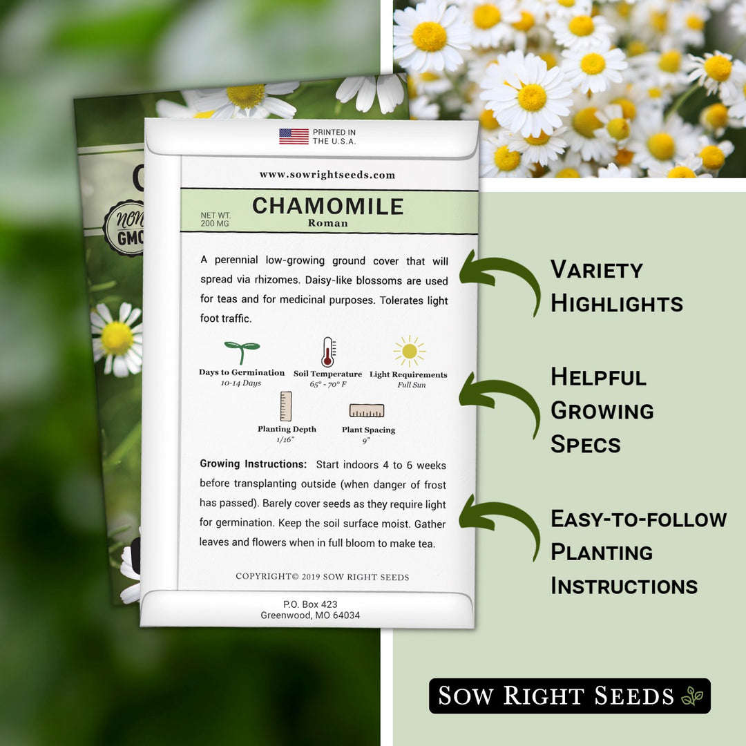 planting chamomile seeds indoors Roman Chamomile