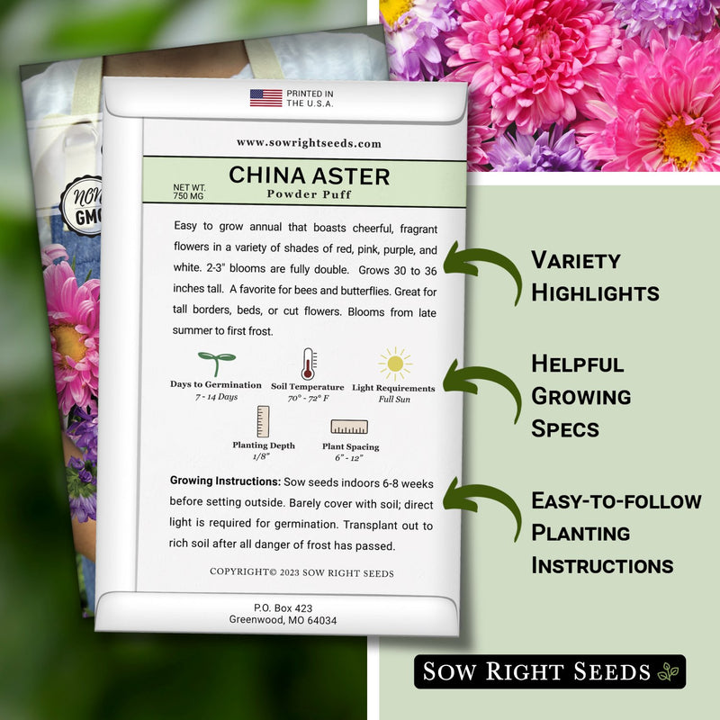 how to grow the best aster plants