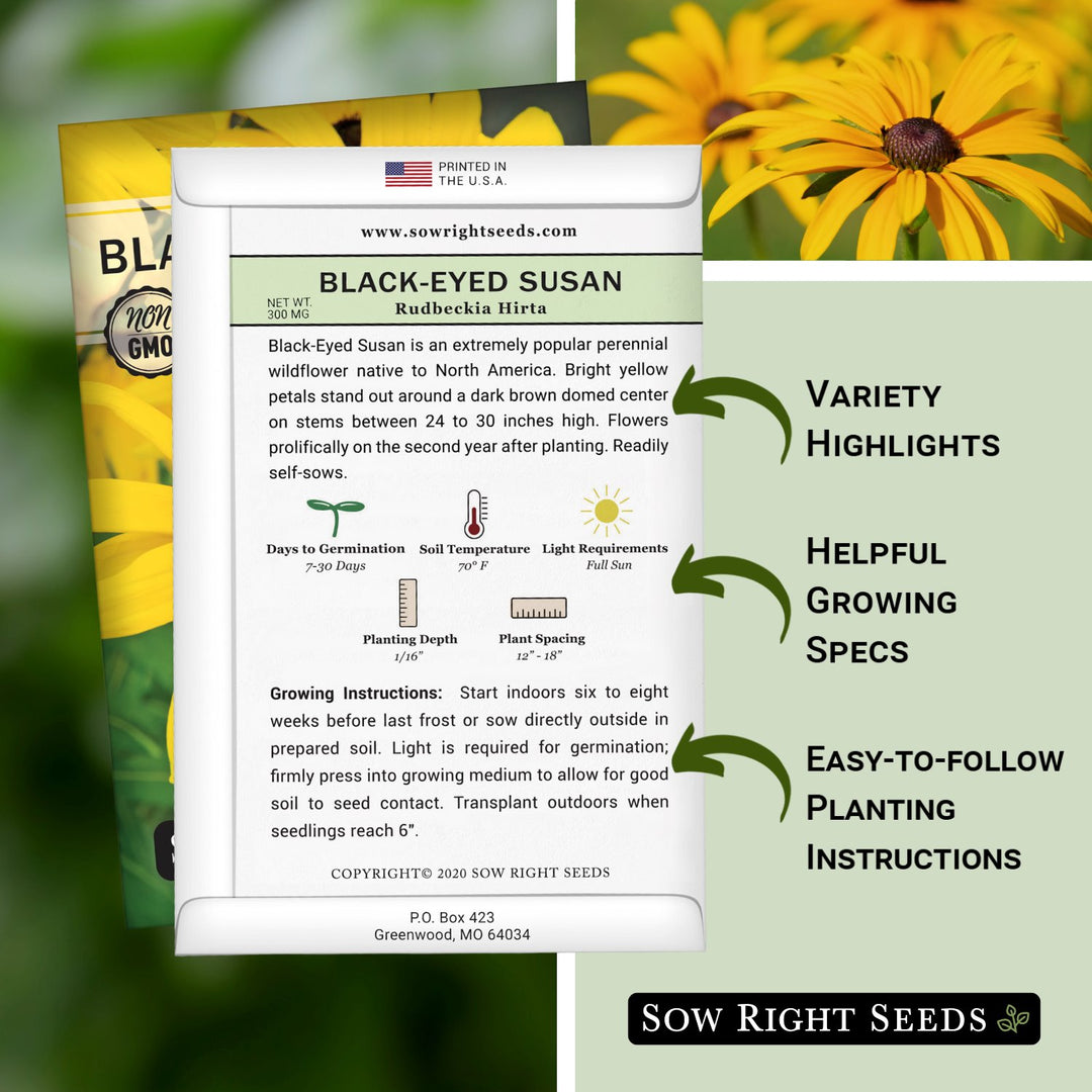 black eyed susan planting from seed Black-Eyed Susan Seeds for Planting