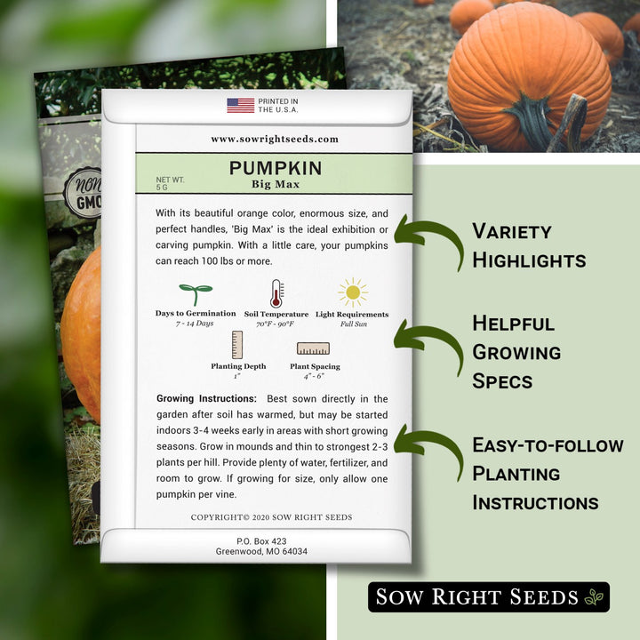 planting big max pumpkin seeds Big Max Pumpkin Seeds for Planting