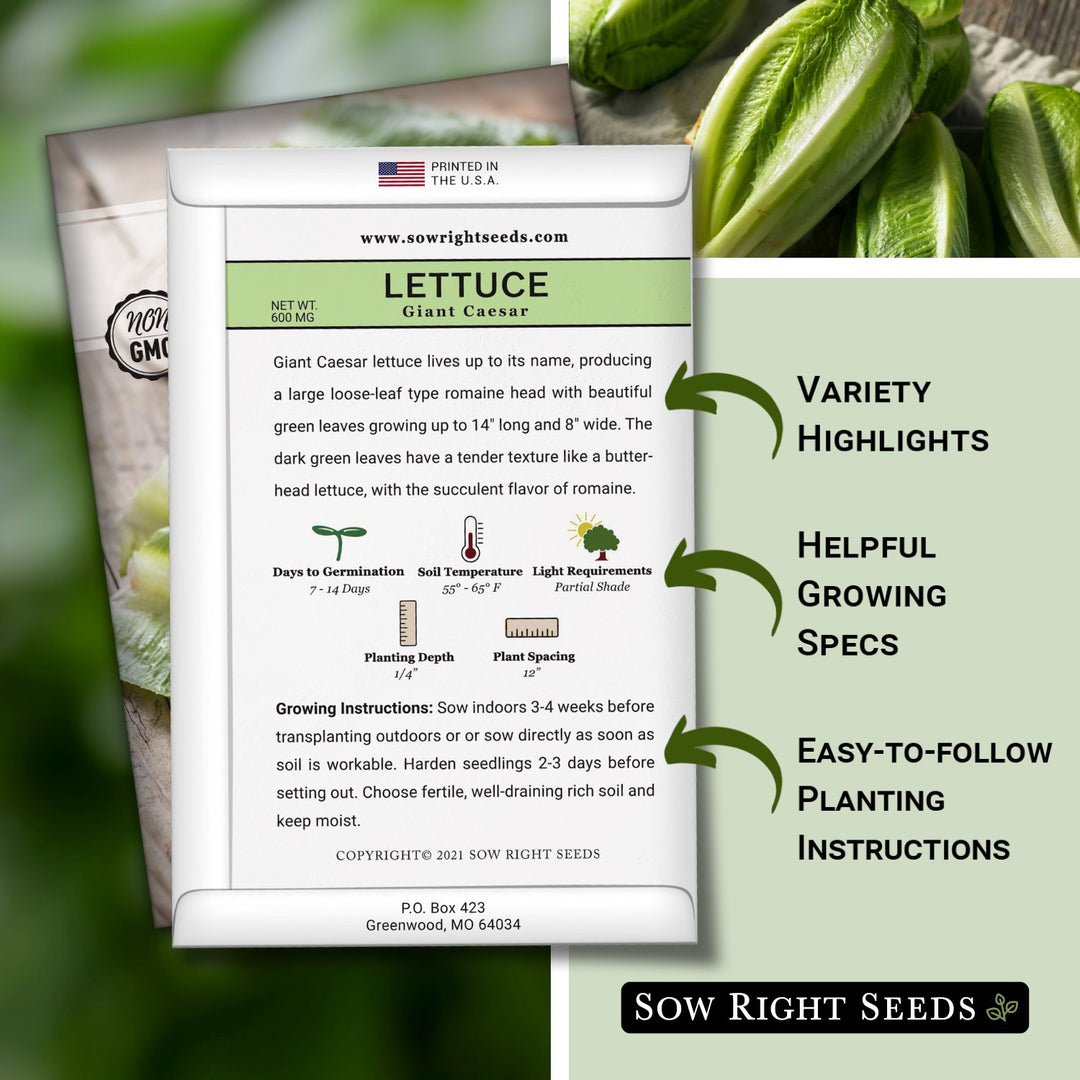 planting romaine seeds Giant Caesar Lettuce Seeds for Planting