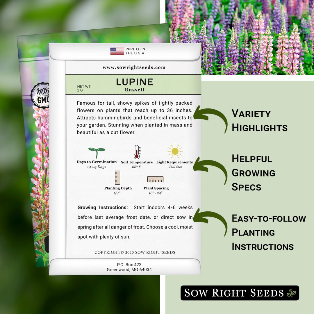 best time to plant lupin seeds Lupine Russell