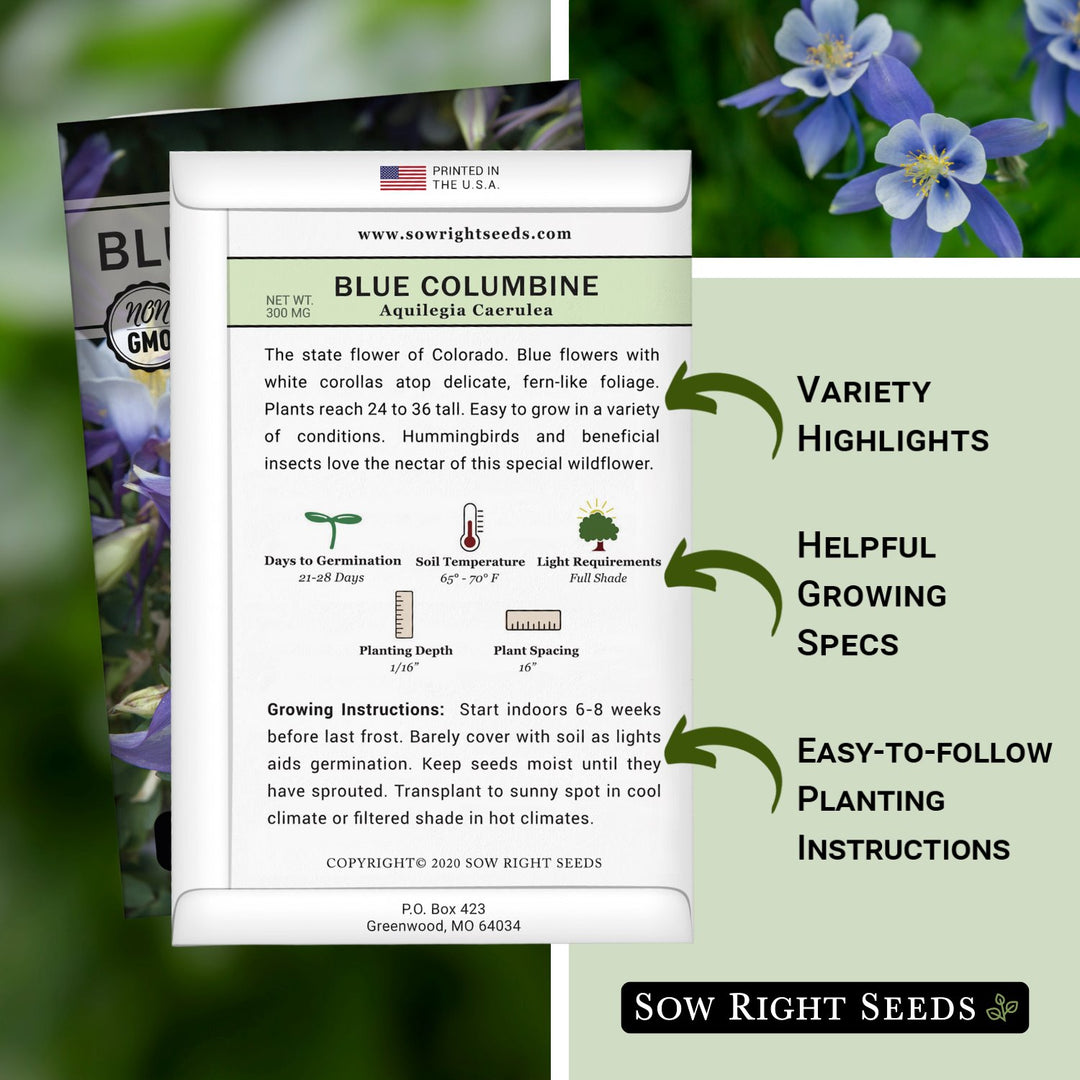 planting aquilegia seeds Blue Columbine Seeds for Planting