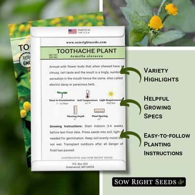 Toothache Plant Seeds