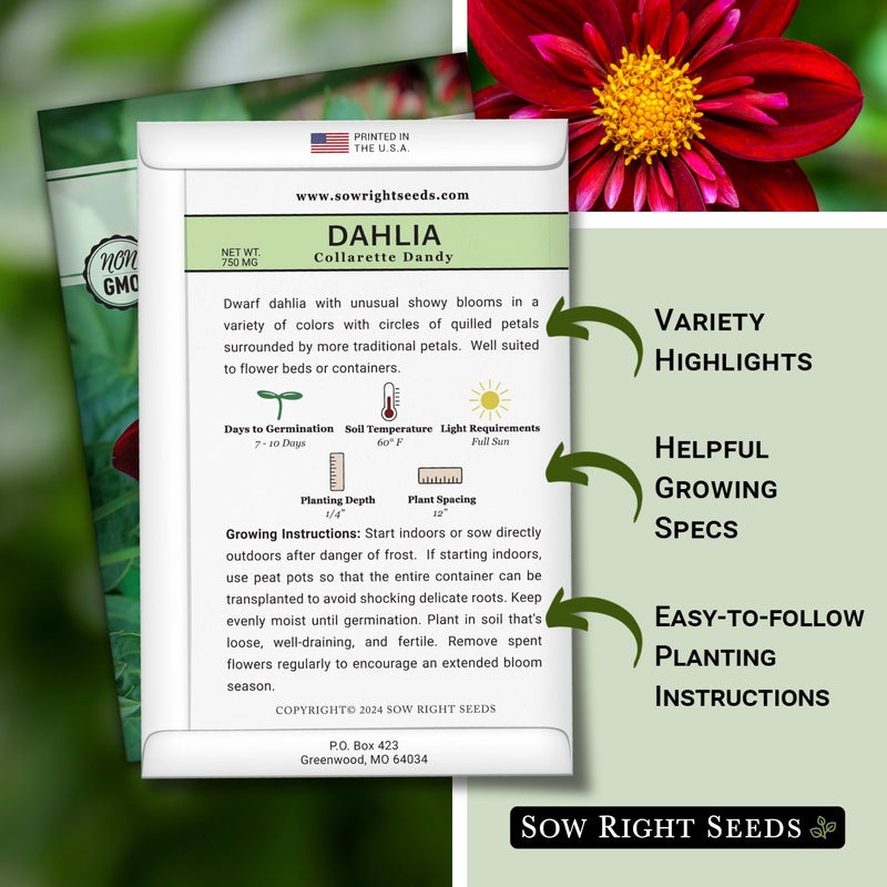 collarette dandy dahlia seed packet features variety highlights helpful growing specs easy to follow planting instructions