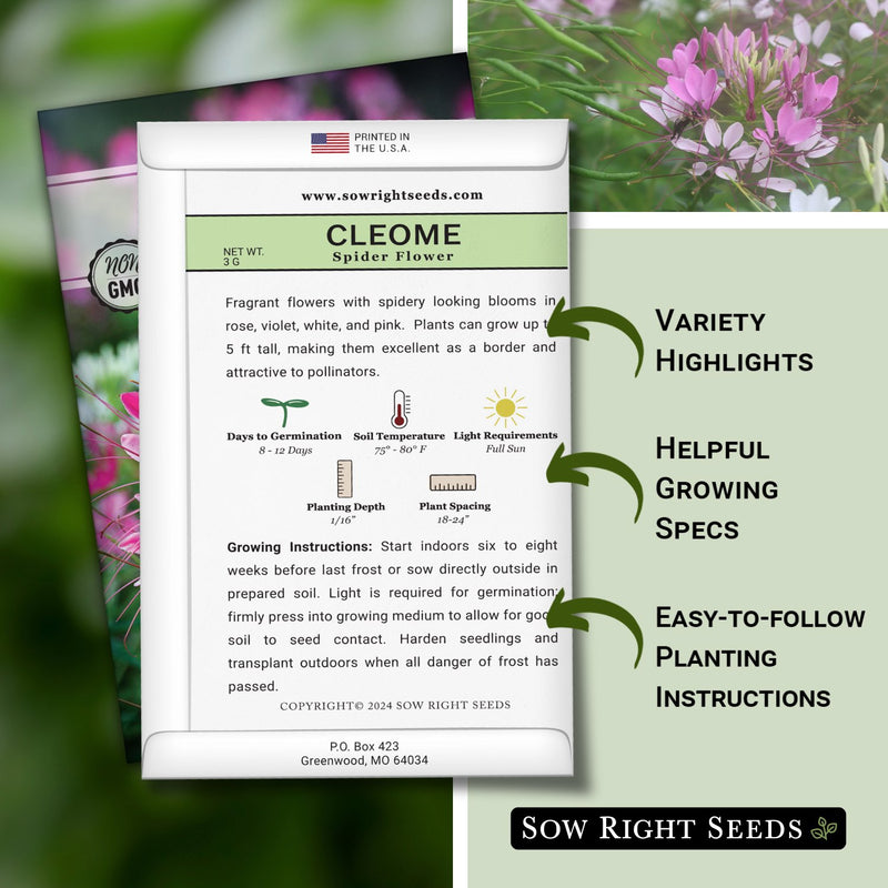 Spider Flower Cleome Seeds