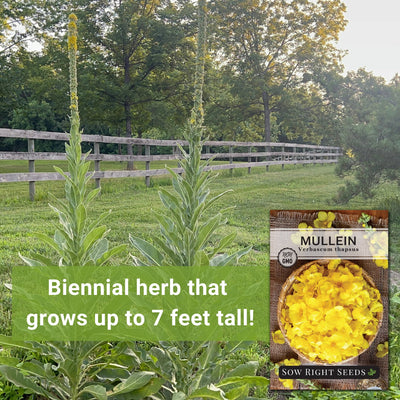 Mullein Seeds