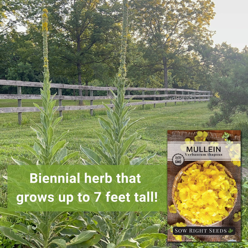 Mullein Seeds