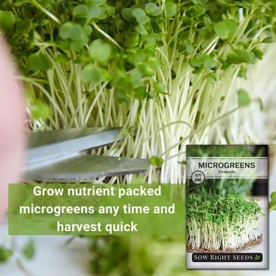 arugula microgreens grow nutrient packed microgreens any time and harvest quick