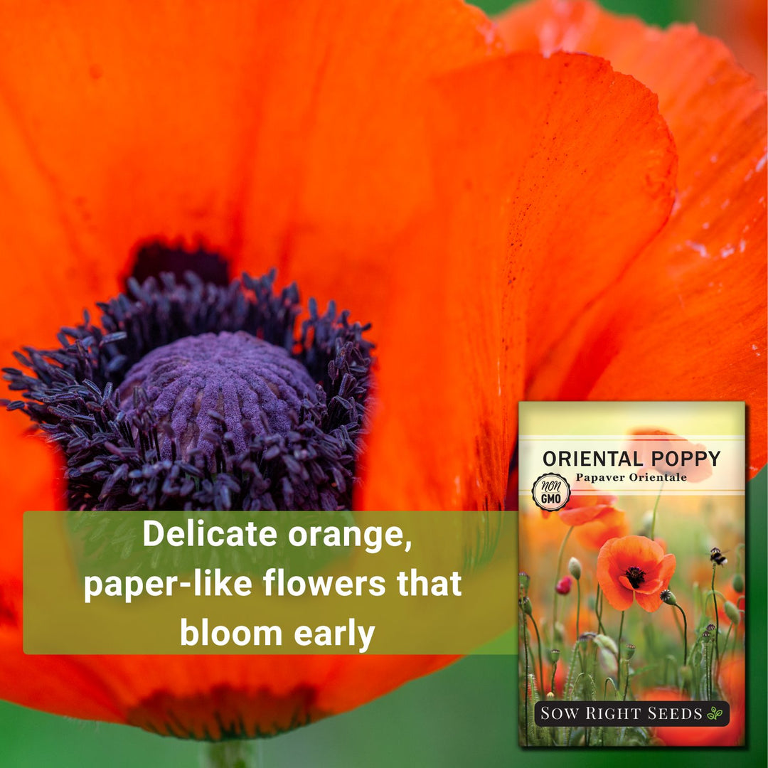 oriental poppy flower seeds Oriental Poppy