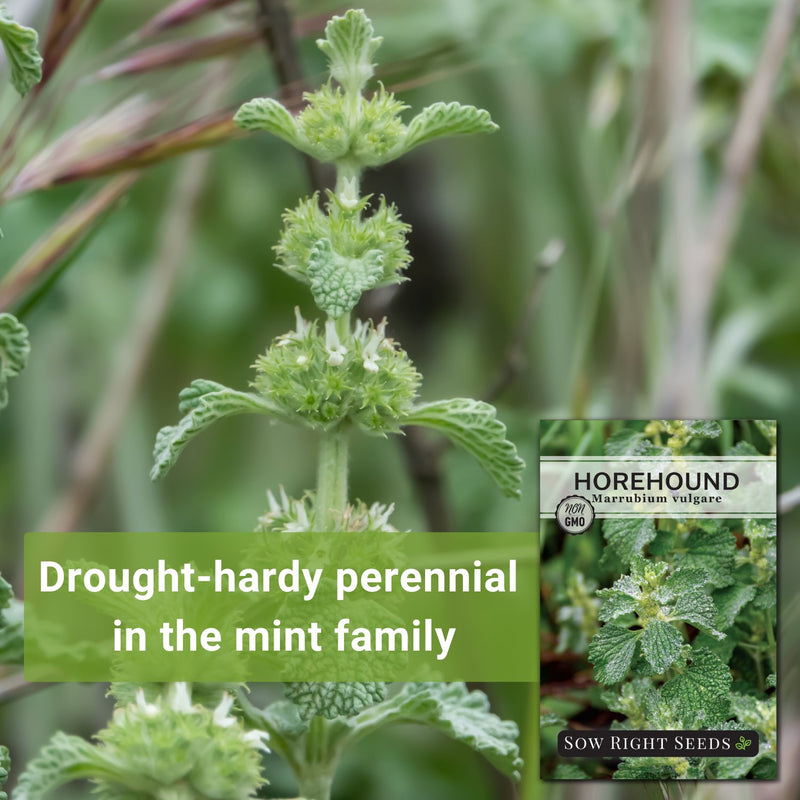 Horehound Seeds