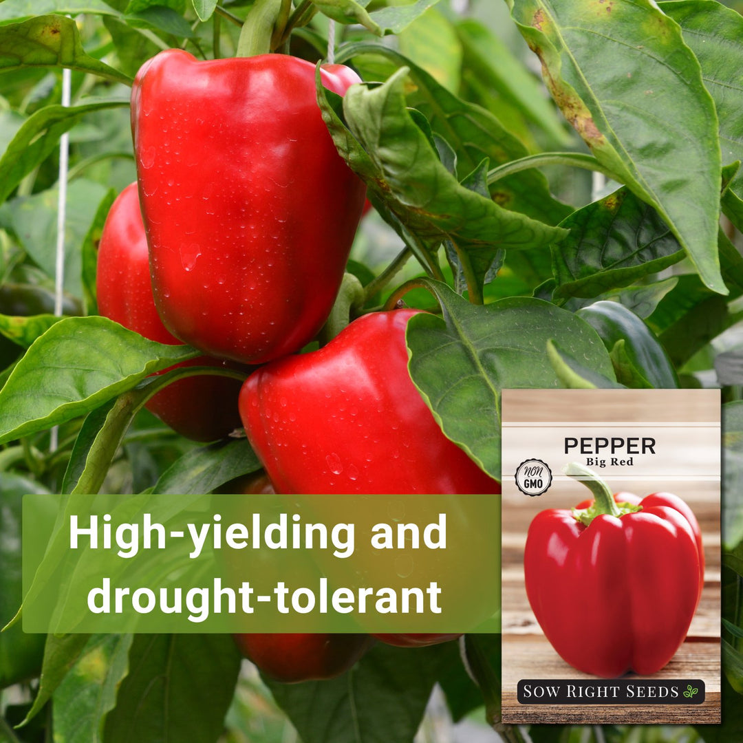plant seeds bell pepper maryland free shipping Big Red Pepper Seeds