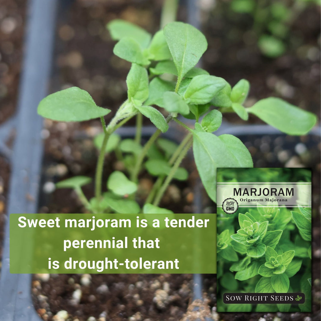 planting sweet marjoram seeds Sow Right Seeds