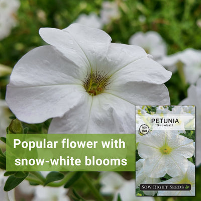 snowball petunia seeds popular flower with snow-white blooms