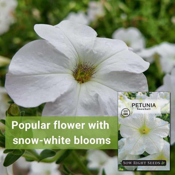 petunia seed planting depth Snowball Petunia Seeds