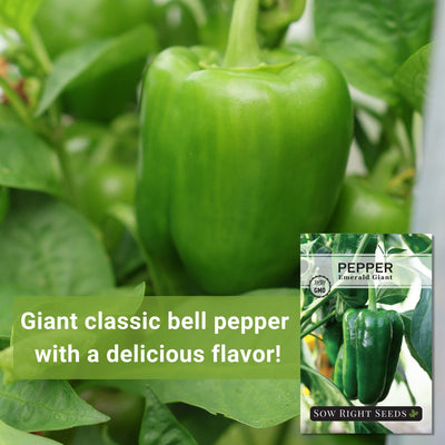 emerald giant pepper seeds giant classic bell pepper with a delicious flavor