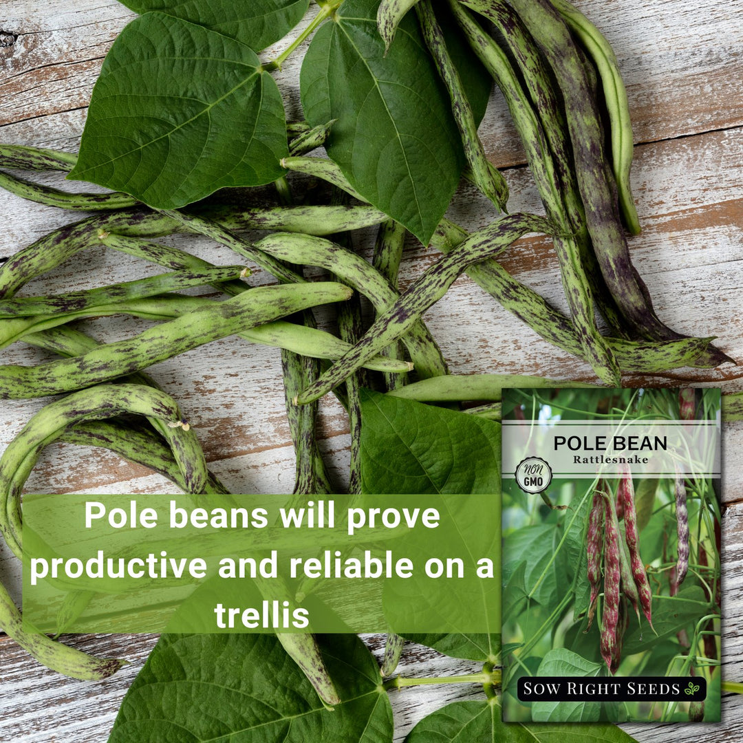 pole bean seed planting Rattlesnake Pole Bean for Planting