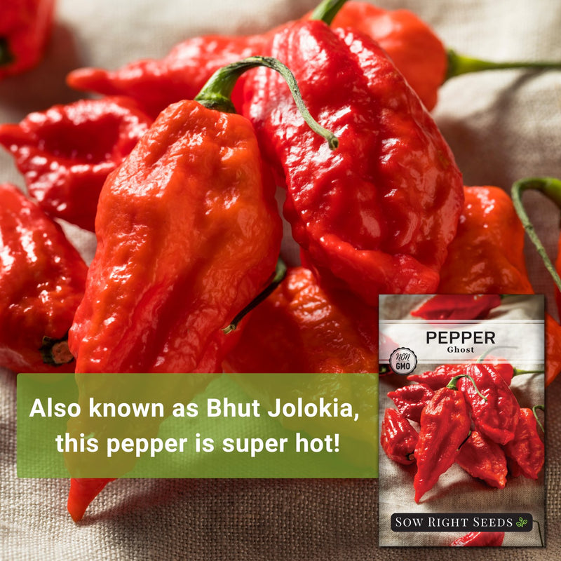 ghost pepper seeds also known as bhut jolokia this pepper is super hot