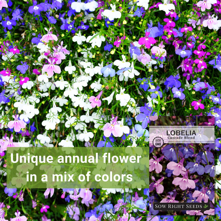 cascading flower seeds Cascade Blend Lobelia Seeds