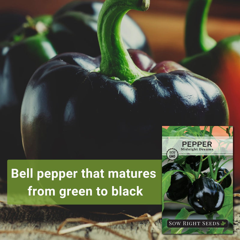midnight dreams pepper seeds bell pepper that matures from green to black