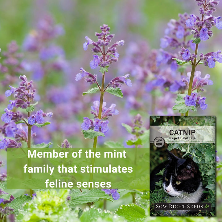 catmint plant seeds Catnip Seeds for Planting