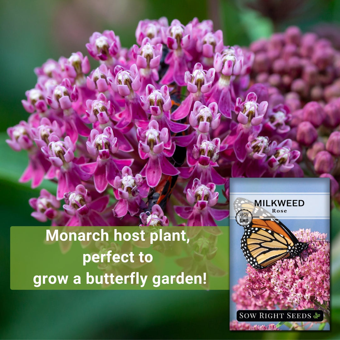 butterfly host plant seeds Rose (Swamp) Milkweed Seeds