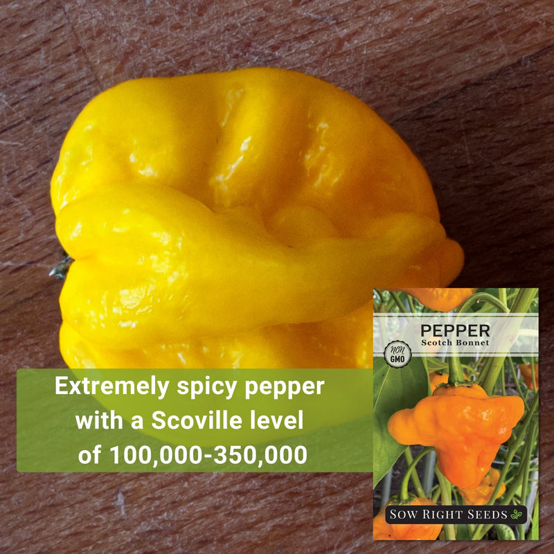 scotch bonnet pepper seeds extremely spicy pepper with a scoville level of 100,000 to 350,000