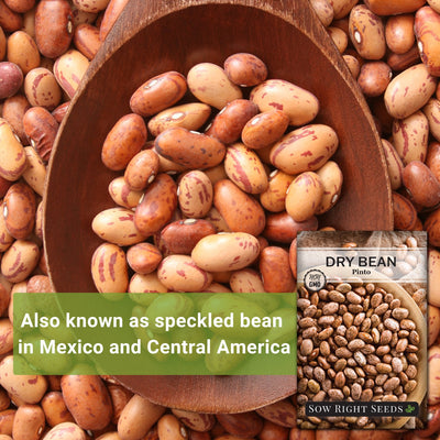 pinto dry bean seeds also known as speckled bean in mexico and central america