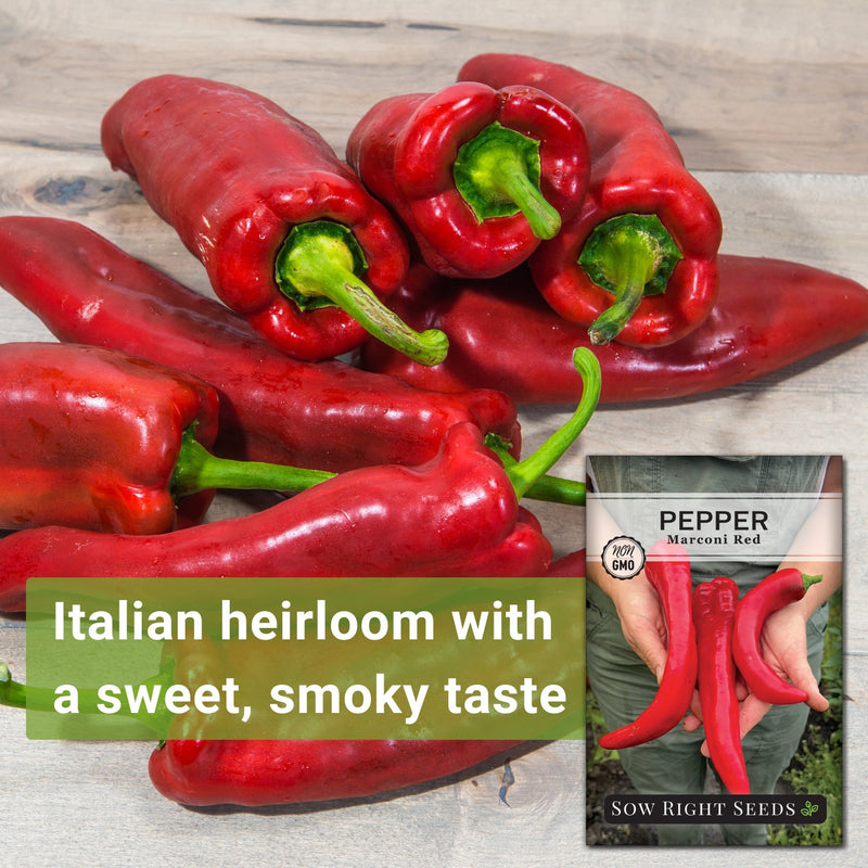 marconi red pepper seeds italian heirloom with a sweet smoky taste