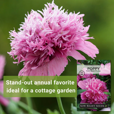 pale rose peony poppy seeds stand out annual favorite ideal for a cottage garden
