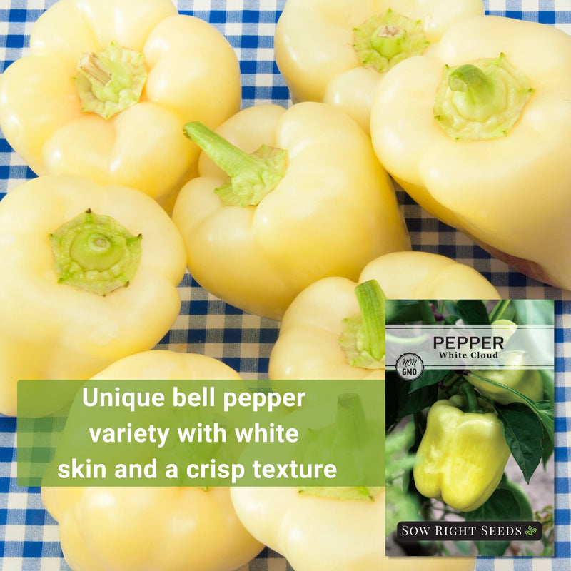 white cloud pepper seeds unique bell pepper variety with white skin and a crisp texture