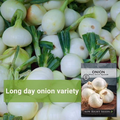 white sweet spanish onion seeds long day onion variety