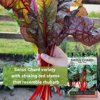 ruby red swiss chard seeds swiss chard variety with striking red stems that resemble rhubarb
