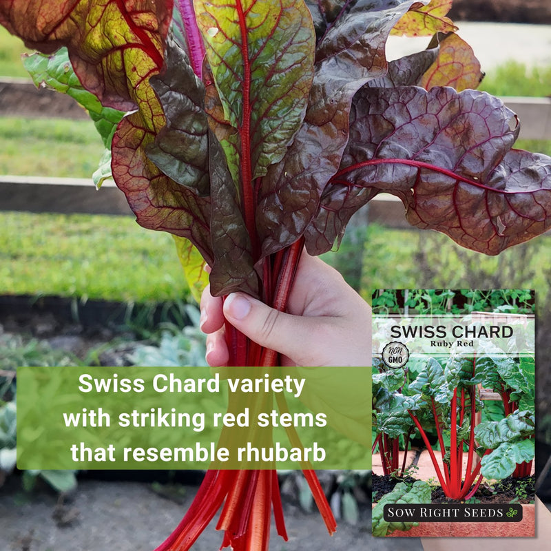 ruby red swiss chard seeds swiss chard variety with striking red stems that resemble rhubarb